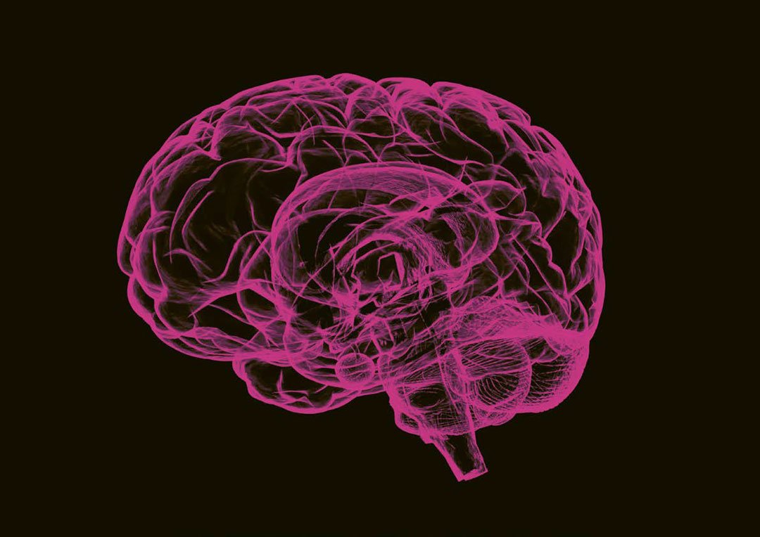 cerebro humano en color rosa